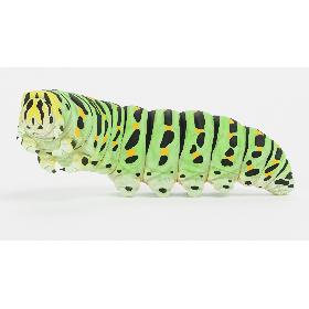 Swallowtail Caterpillar Rigged 3D model